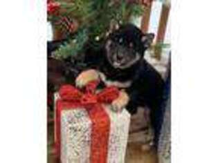 Shiba Inu Puppy for sale in Winthrop, MN, USA