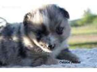 Miniature Australian Shepherd Puppy for sale in Oakland, AR, USA