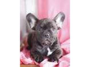 French Bulldog Puppy for sale in Ashburn, VA, USA