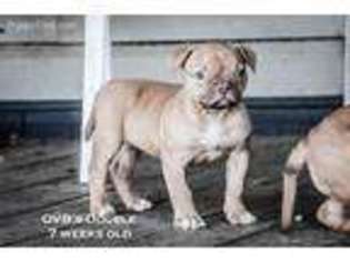 American Bulldog Puppy for sale in Little Hocking, OH, USA