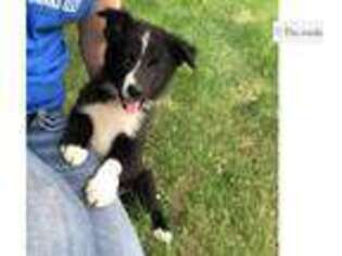 Border Collie Puppy for sale in Grand Island, NE, USA