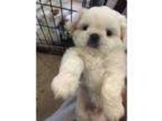 Mutt Puppy for sale in Mission Viejo, CA, USA