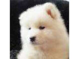 Samoyed Puppy for sale in Memphis, TN, USA