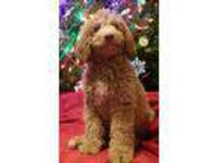 Labradoodle Puppy for sale in Dayton, OH, USA