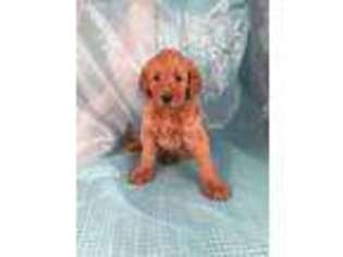 Labradoodle Puppy for sale in Joice, IA, USA