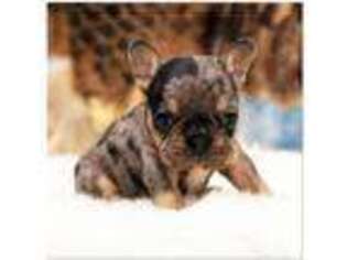 French Bulldog Puppy for sale in Montgomery, IN, USA