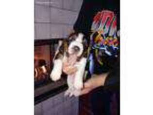 Basset Hound Puppy for sale in Rockford, IL, USA