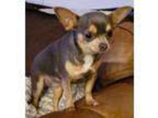 Chihuahua Puppy for sale in KENT, WA, USA