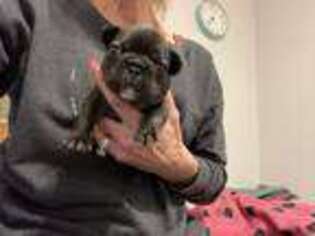 French Bulldog Puppy for sale in Hart, MI, USA