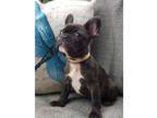 French Bulldog Puppy for sale in Eatonton, GA, USA