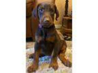 Doberman Pinscher Puppy for sale in West Frankfort, IL, USA