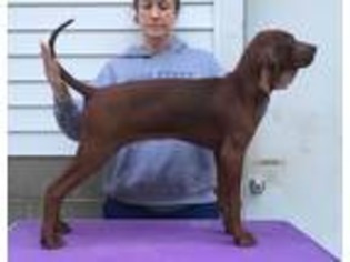 Redbone Coonhound Puppy for sale in Chillicothe, OH, USA
