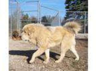 Medium Photo #1 Tibetan Mastiff Puppy For Sale in Galva, IL, USA