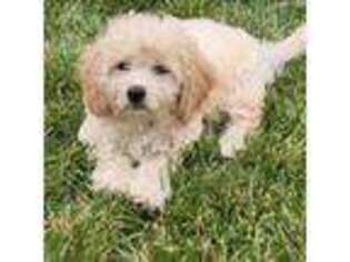 Cavachon Puppy for sale in Hampton, VA, USA