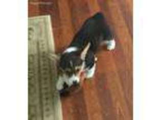Pembroke Welsh Corgi Puppy for sale in Saint Charles, MO, USA