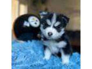 Mutt Puppy for sale in Gresham, OR, USA
