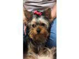 Yorkshire Terrier Puppy for sale in Wind Gap, PA, USA