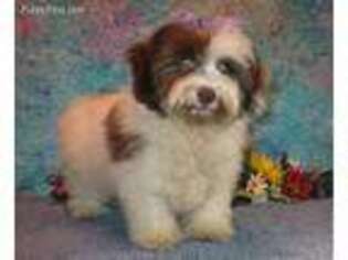 Poovanese Puppy for sale in Purdy, MO, USA