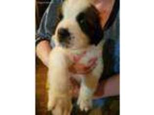 Saint Bernard Puppy for sale in Bland, MO, USA