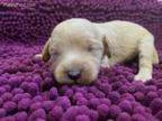 Cavapoo Puppy for sale in Holdenville, OK, USA