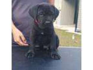Cane Corso Puppy for sale in Silver Springs, FL, USA