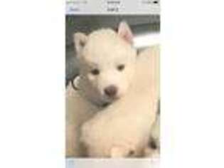 Siberian Husky Puppy for sale in Granbury, TX, USA
