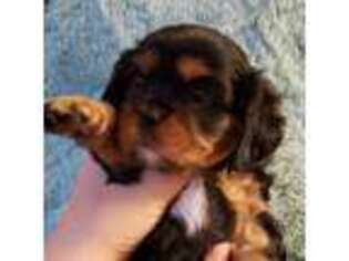 Cavalier King Charles Spaniel Puppy for sale in Newport, KY, USA
