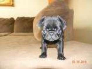 Pug Puppy for sale in Indialantic, FL, USA