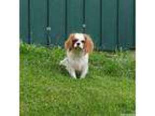 Cavalier King Charles Spaniel Puppy for sale in Hayward, CA, USA