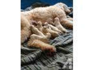 Goldendoodle Puppy for sale in CUBA, AL, USA