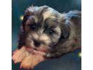 Havanese Puppy for sale in Claverack, NY, USA