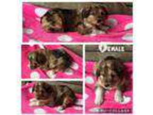 Mutt Puppy for sale in Paris, KY, USA