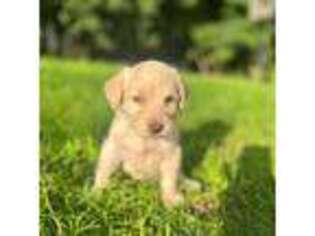 Labradoodle Puppy for sale in Rumford, ME, USA