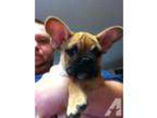 French Bulldog Puppy for sale in HUBBARD, TX, USA