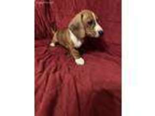 Dachshund Puppy for sale in Brooklyn, NY, USA