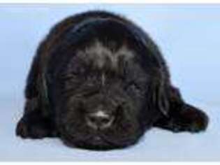 Newfoundland Puppy for sale in Cambridge, NE, USA
