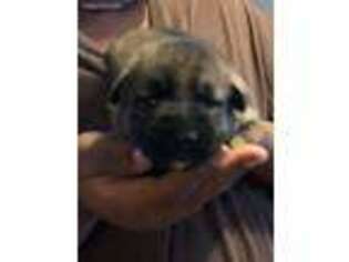 German Shepherd Dog Puppy for sale in Bridgeport, CT, USA