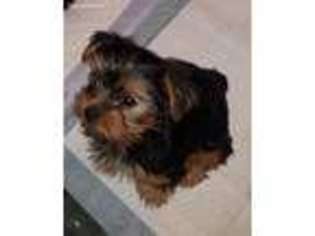 Yorkshire Terrier Puppy for sale in Martelle, IA, USA
