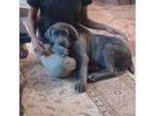 Cane Corso Puppy for sale in Houston, TX, USA