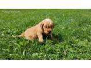 Golden Retriever Puppy for sale in Shade Gap, PA, USA