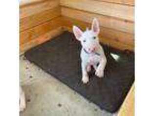 Bull Terrier Puppy for sale in Redlands, CA, USA