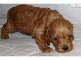 Cock-A-Poo Puppy for sale in Houston, TX, USA