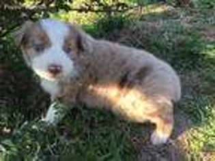 Australian Shepherd Puppy for sale in Pittsboro, NC, USA