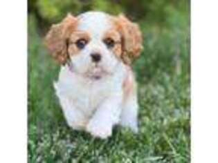 Cavalier King Charles Spaniel Puppy for sale in Redlands, CA, USA