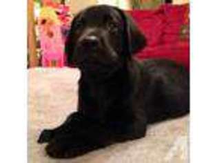 Medium Photo #1 Labrador Retriever Puppy For Sale in HOUSTON, TX, USA