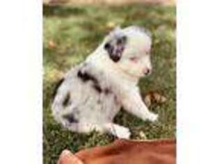 Miniature Australian Shepherd Puppy for sale in Lindsay, CA, USA