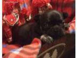 French Bulldog Puppy for sale in Ashley, MI, USA