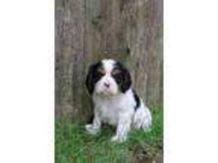 Cavalier King Charles Spaniel Puppy for sale in Kinzers, PA, USA