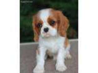 Cavalier King Charles Spaniel Puppy for sale in Macon, GA, USA