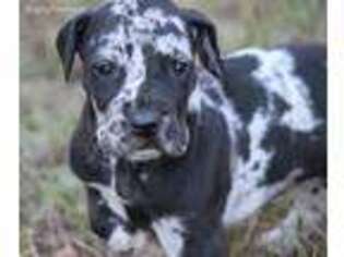 Great Dane Puppy for sale in Jasper, AL, USA
